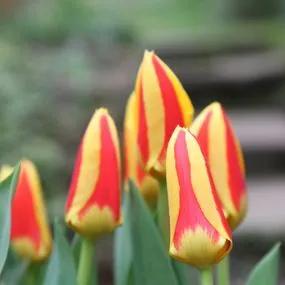 Stresa Tulip (Tulipa Stresa) Img 2